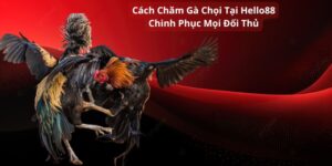 cách chăm gà chọi tại hello88