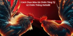 cách chọn màu gà chiến