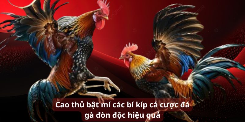 Cao thủ bật mí các bí kíp cá cược đá gà hiệu quả