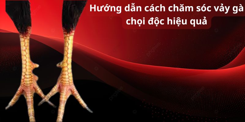 Hướng dẫn cách chăm sóc vảy gà chọi độc hiệu quả