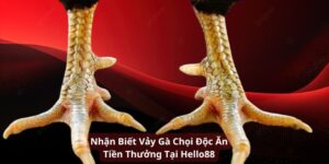 vảy gà chọi độc