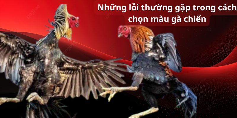 Những lỗi thường gặp trong cách chọn màu gà chiến