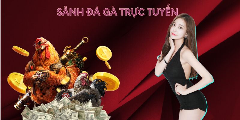 Sảnh đá gà trực tuyến